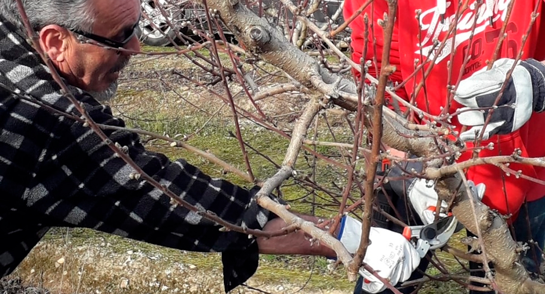 Oportunidad para especializarse en la poda de árboles frutales en el CFMR Don Benito