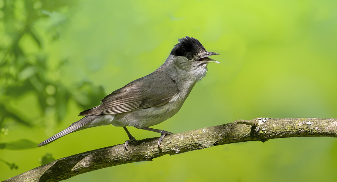 Estas son las aves que podremos ver en España este invierno