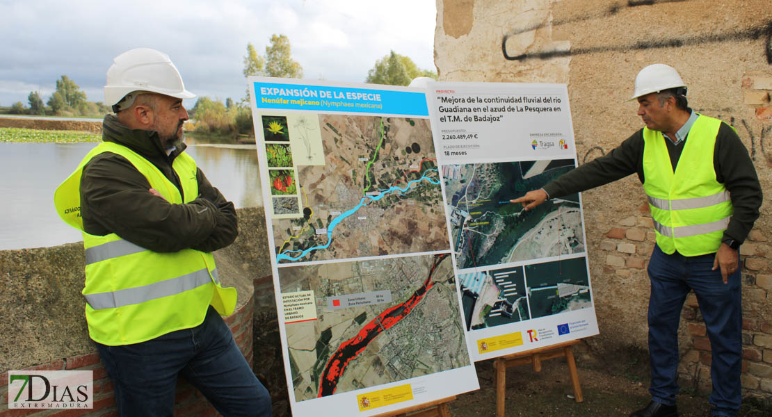 Presentan una solución para el Guadiana: ¿lograrán eliminar el nenúfar en Badajoz?