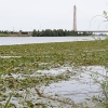 Presentan una solución para el Guadiana: ¿lograrán eliminar el nenúfar en Badajoz?