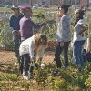 Un experto imparte un taller práctico en los huertos urbanos de Suerte de Saavedra en Badajoz