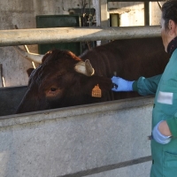 Ayudas para repoblar de ganado bovino, ovino y caprino Extremadura