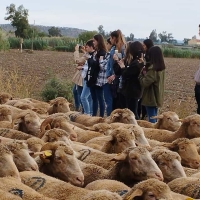 Reconocen el trabajo del CFMR - Don Benito por la recuperación de la raza merina