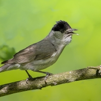 Estas son las aves que podremos ver en España este invierno