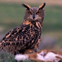 25 años contando aves nocturnas