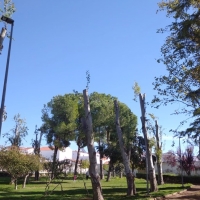 Regresa la Motosierra de Atila para criticar la poda de árboles indiscriminada en Extremadura