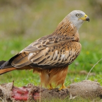 Festival ornitológico dedicado al milano real en Oliva de la Frontera