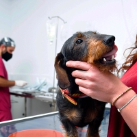 Fragoso propone bajar el IVA de los servicios de asistencia animal