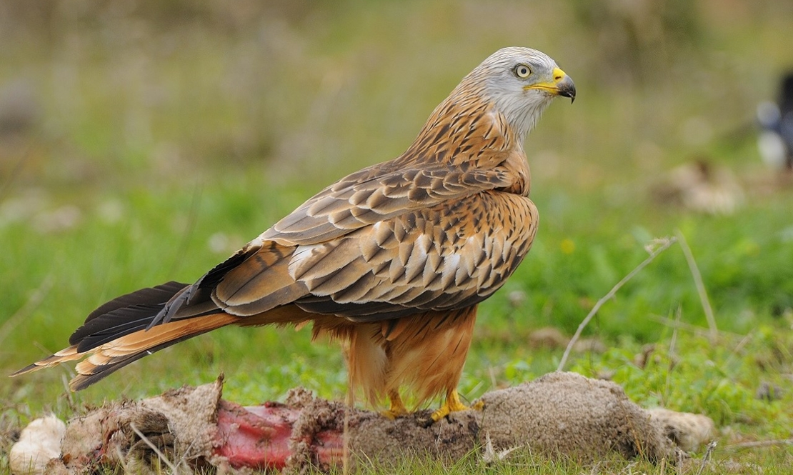 Festival ornitológico dedicado al milano real en Oliva de la Frontera