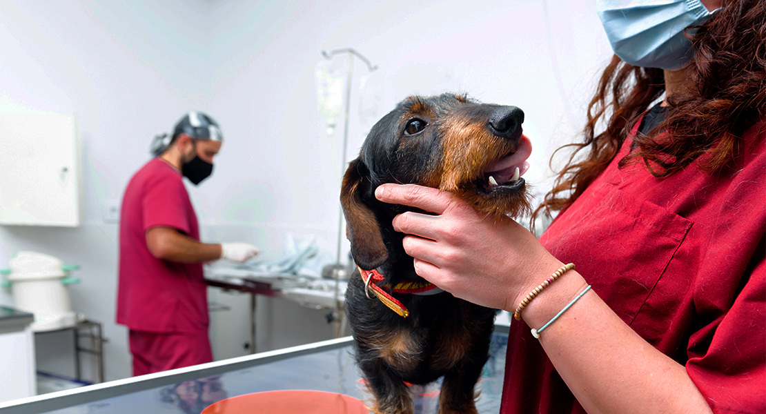 Fragoso intentará bajar el IVA de los servicios de asistencia animal