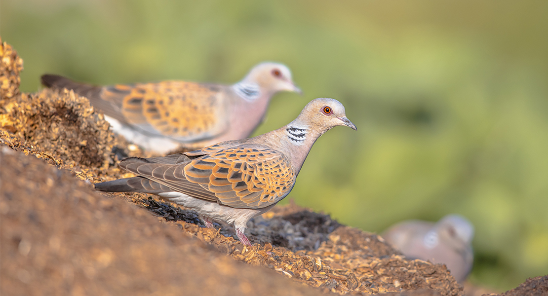 Un proyecto piloto en Extremadura apuesta por la caza adaptativa de la tórtola