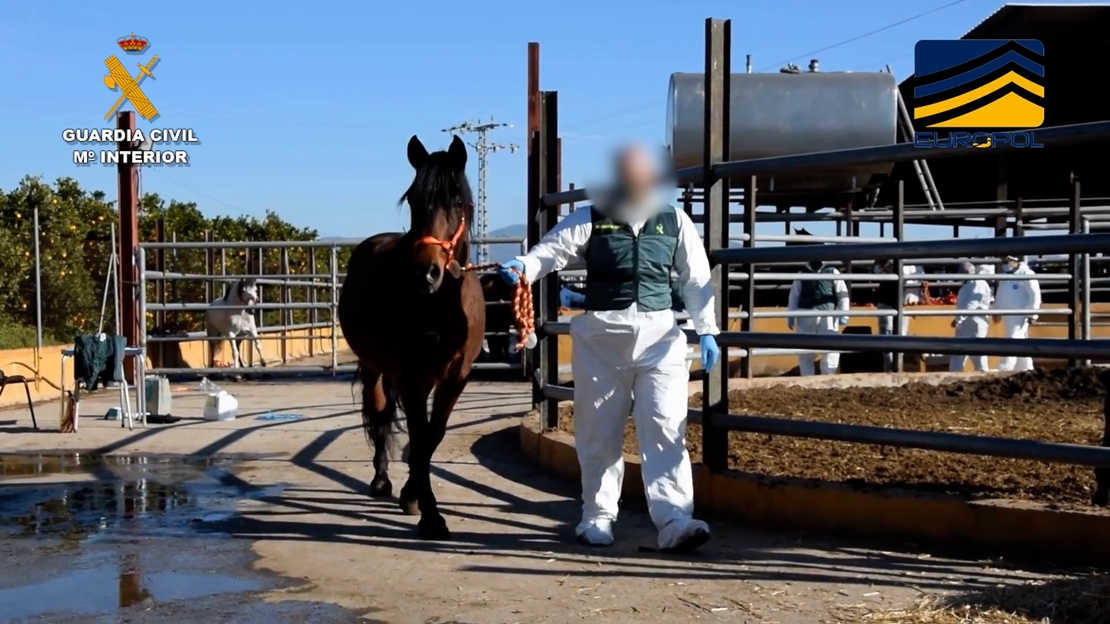 Operación Yucatán: 35 detenidos que introducían en el mercado carne equina no apta para el consumo humano