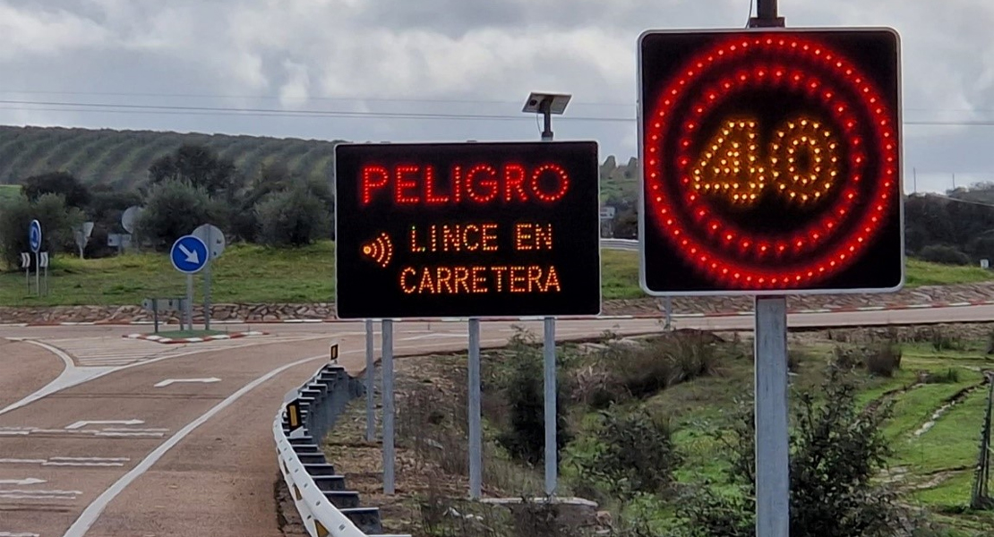 El nuevo sistema que debería evitar más atropellos a linces en Extremadura