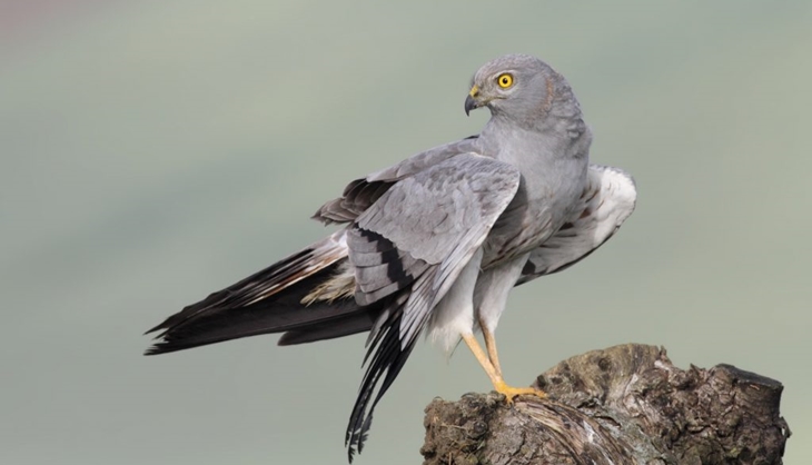 Tres especies del Libro Rojo de las Aves, candidatas a Ave del Año 2023