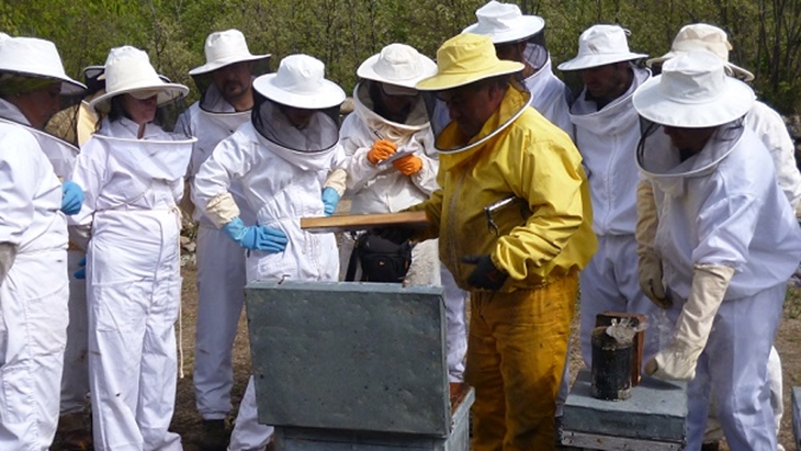 El DOE recoge ayudas para la mejora de producción y comercialización de productos apícolas