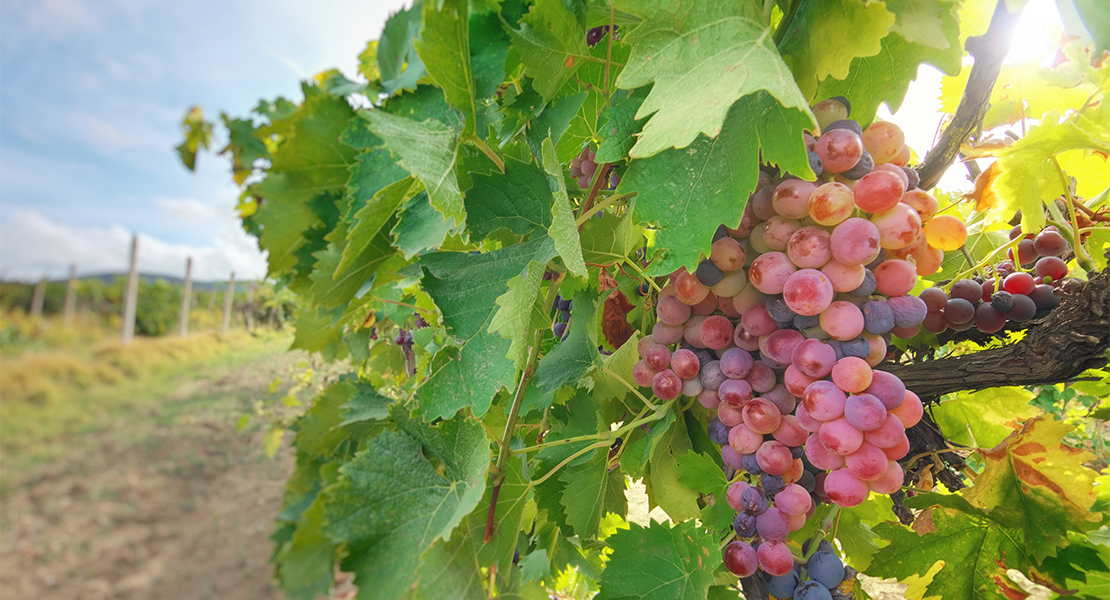 ¿Será posible seguir cultivando en Extremadura? La UEx se adelanta al cambio climático