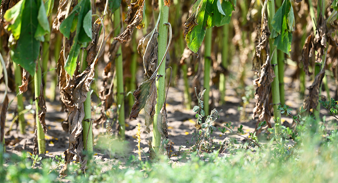 Califican el 2022 como “un año nefasto” para el campo extremeño