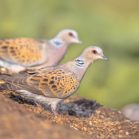 Un proyecto piloto en Extremadura apuesta por la caza adaptativa de la tórtola