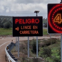 El nuevo sistema que debería evitar más atropellos a linces en Extremadura