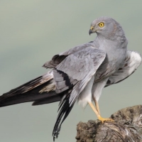 Tres especies del Libro Rojo de las Aves, candidatas a Ave del Año 2023