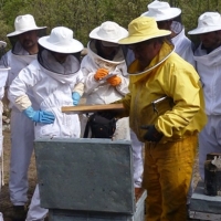 El DOE recoge ayudas para la mejora de producción y comercialización de productos apícolas