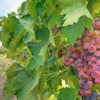 ¿Será posible seguir cultivando en Extremadura? La UEx se adelanta al cambio climático