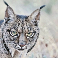 Extremadura refuerza las medidas para la conservación del lince ibérico