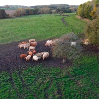 COAG: &quot;Ha sido un año catastrófico para la agricultura y la ganadería extremeña&quot;