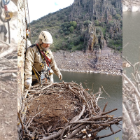 Construyen un nido de águila imperial tras caer el anterior con huevos dentro en Extremadura