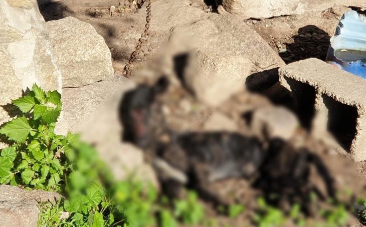 Hallan en una finca extremeña el cadáver de un perro atado a un árbol