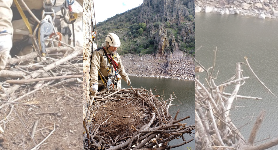 Construyen un nido de águila imperial tras caer el anterior con huevos dentro