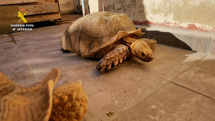 La Guardia Civil investiga a una persona por la tenencia ilegal de 27 tortugas