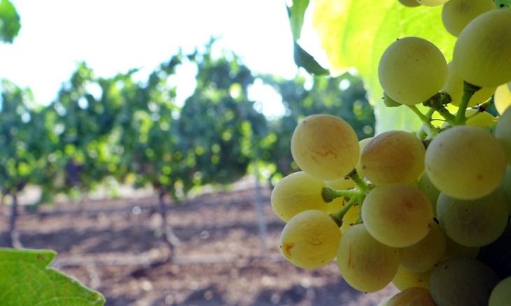 Someten a información pública las ayudas para el viñedo en Extremadura