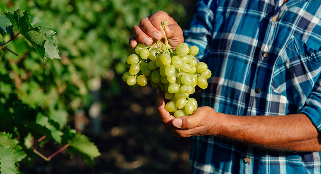 Importante reunión para el futuro de las plantaciones para cava en Extremadura