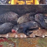 Investigado por matar una veintena de animales en Extremadura