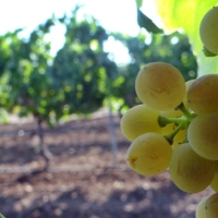 Ayudas para la reestructuración y reconversión del viñedo en Extremadura