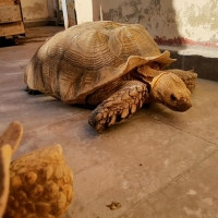 La Guardia Civil investiga a una persona por la tenencia ilegal de 27 tortugas