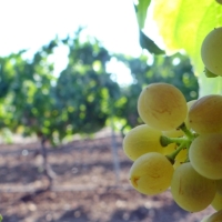 Someten a información pública las ayudas para el viñedo en Extremadura