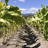 Nueva ayuda agroambiental para el sector tabaquero extremeño