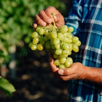 Importante reunión para el futuro de las plantaciones para cava en Extremadura