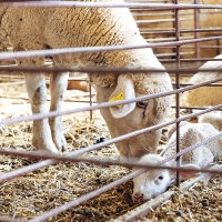 1,2 M€ para asociaciones por conservar razas ganaderas autóctonas en Extremadura