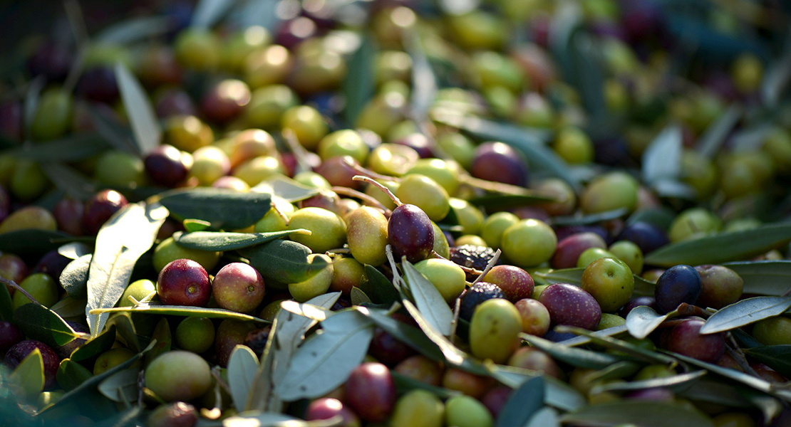 UpE pide que la aceituna requisada en Almendralejo se transforme en aceite