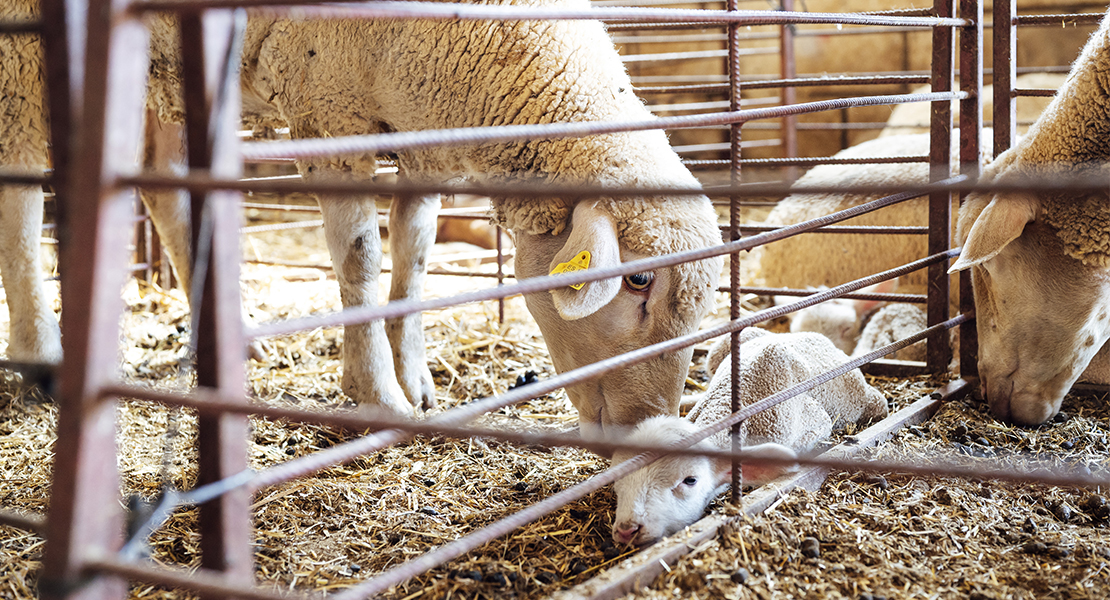 1,2 M€ para asociaciones por conservar razas ganaderas autóctonas en Extremadura