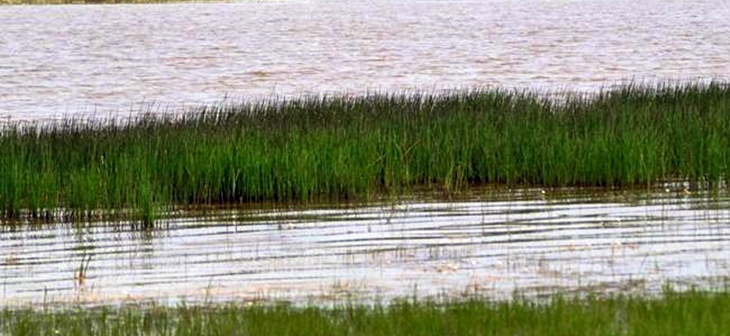 SEO/BirdLife: “Hay que salvar los humedales, de este año no pasa”