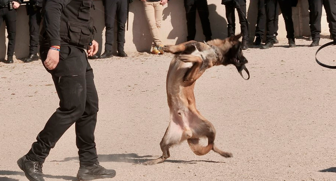 Nero, el perro que ya tiene un parque con su nombre en Cáceres