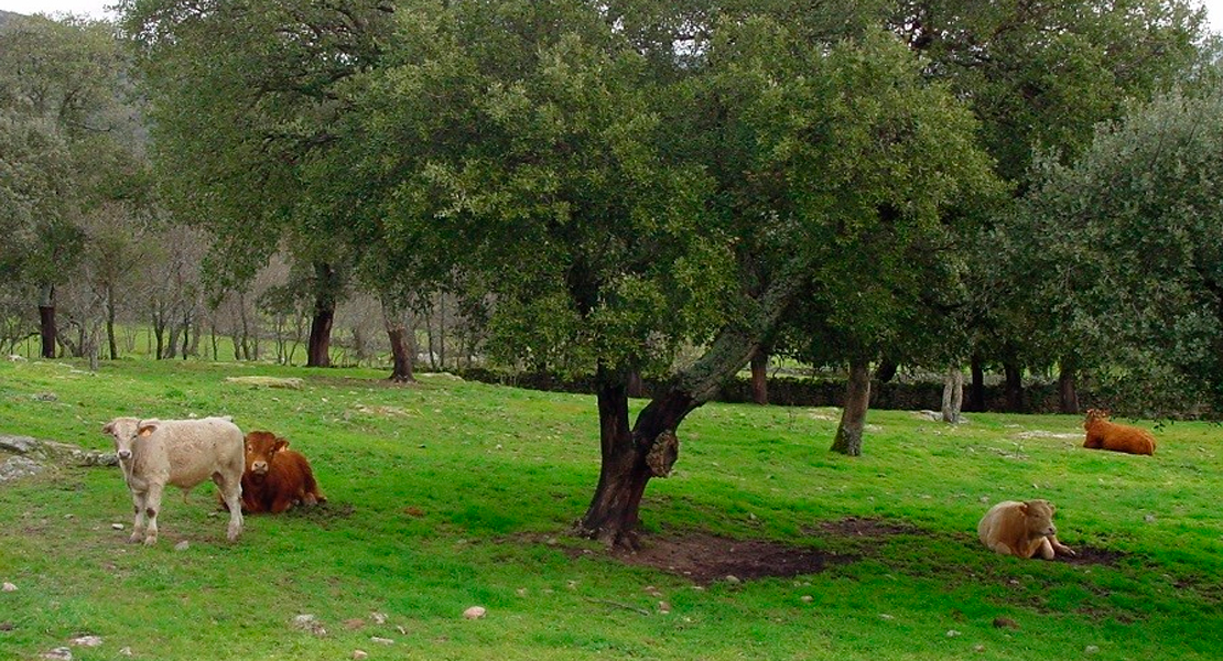 La Junta invierte 38 millones de euros en ayudas para mantener vacas nodrizas
