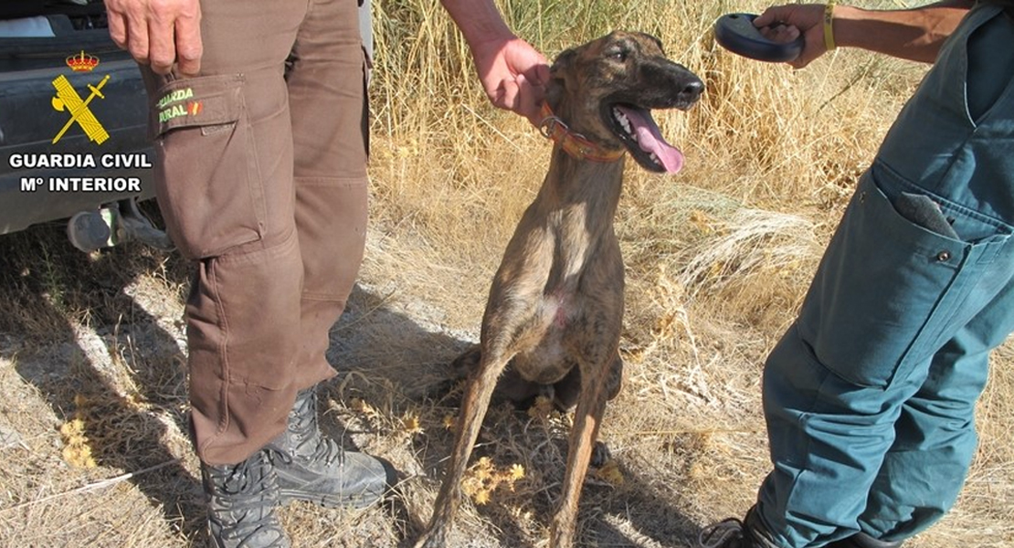 10 investigados por caza furtiva con galgos en Badajoz