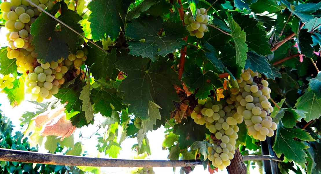 Extremadura es una de las regiones que más ingresa por hectárea de viñedo