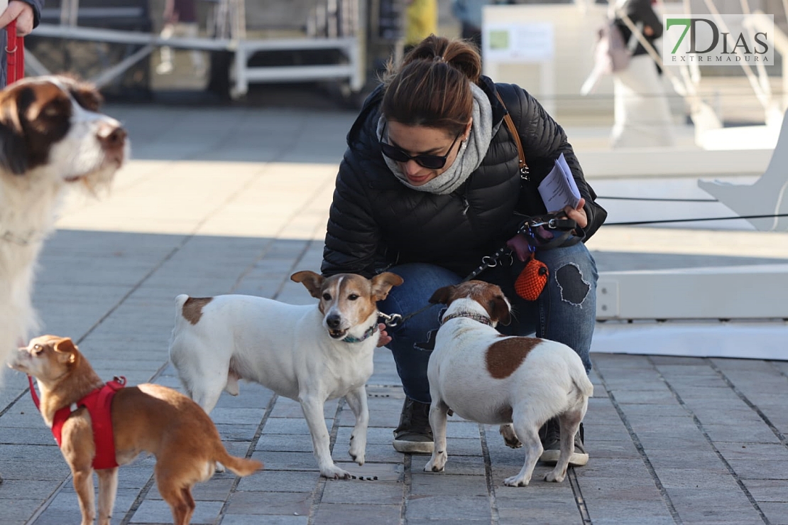 Manifestación contra la caza en Cáceres: &quot;Ni galgos ni podencos son vuestros instrumentos&quot;