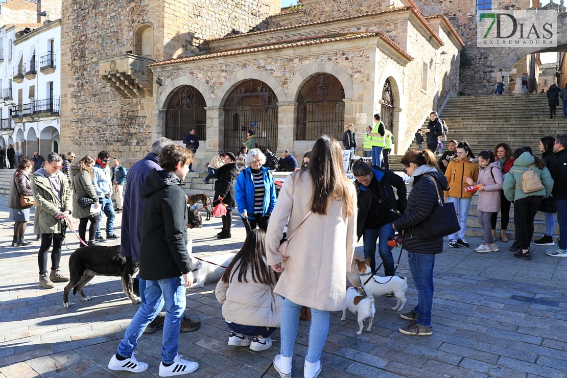 Manifestación contra la caza en Cáceres: &quot;Ni galgos ni podencos son vuestros instrumentos&quot;